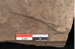 Foto (Detailansicht) von Plantae indet.  (NHMW-GEO-2024-0188-11529)